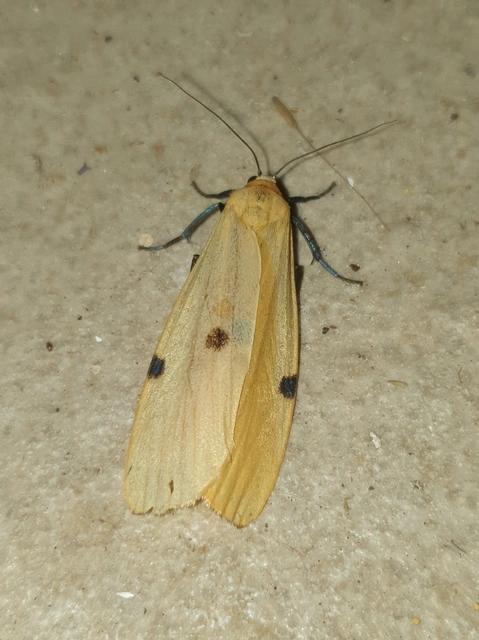 Lithosia quadra - négypettyes zuzmószövő