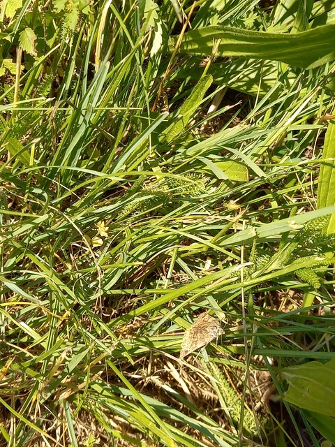 Euclidia glyphica - közönséges nappalibagoly