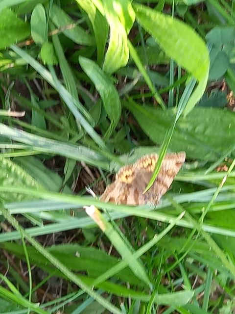Euclidia glyphica - közönséges nappalibagoly
