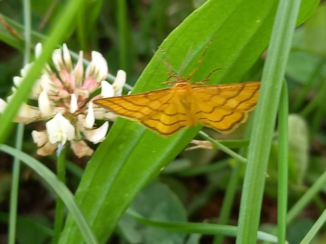 Idaea aureolaria - aranyos sávosaraszoló