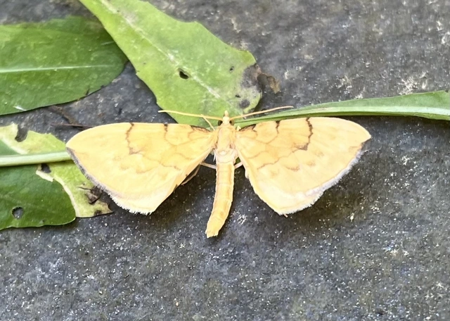 Eulithis pyraliata - sárga galajaraszoló