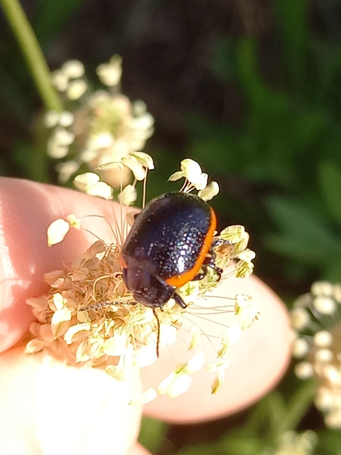 Chrysolina rossia - trapézhátú szegélyeslevelész