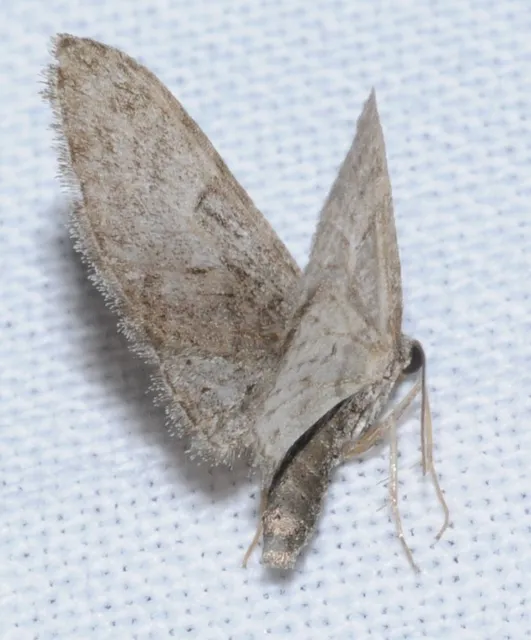 Eupithecia abbreviata - korai törpearaszoló