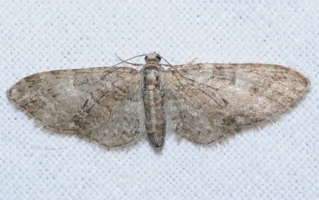 Eupithecia abbreviata - korai törpearaszoló