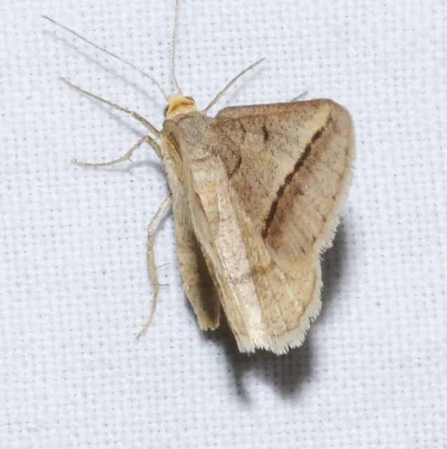 Tephrina arenacearia - lucerna-araszoló