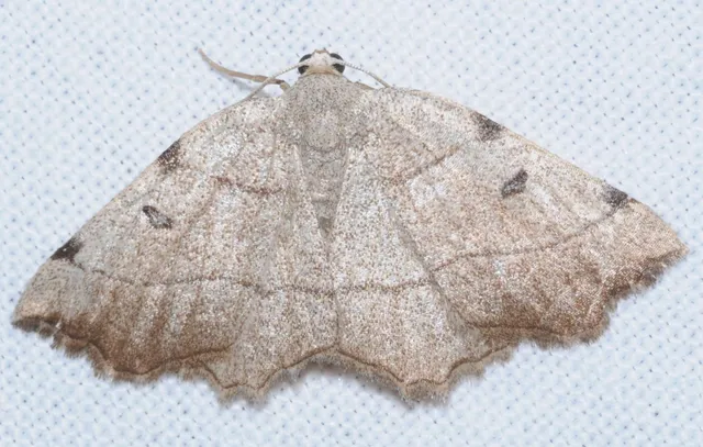 Eilicrinia trinotata - háromjegyű araszoló