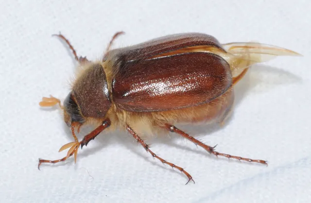 Holochelus vernus - tavaszi cserebogár