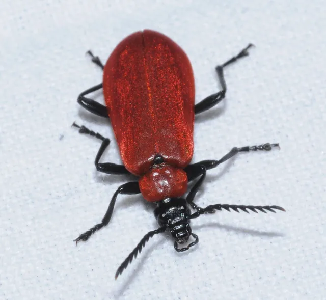 Pyrochroa coccinea - nagy bíborbogár