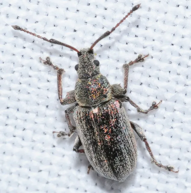 Phyllobius pyri - gyümölcsfa-levélormányos