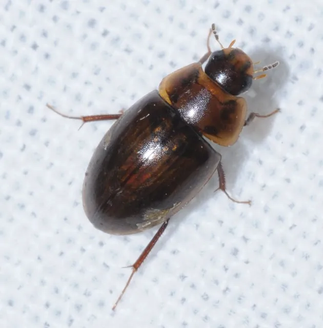 Enochrus