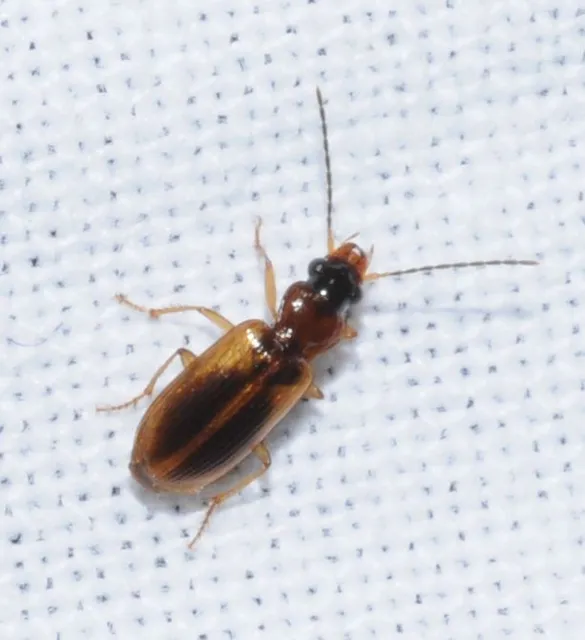 Anthracus consputus - nyerges kisdedfutó