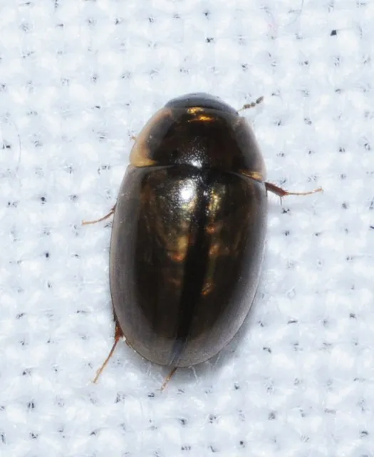 Enochrus