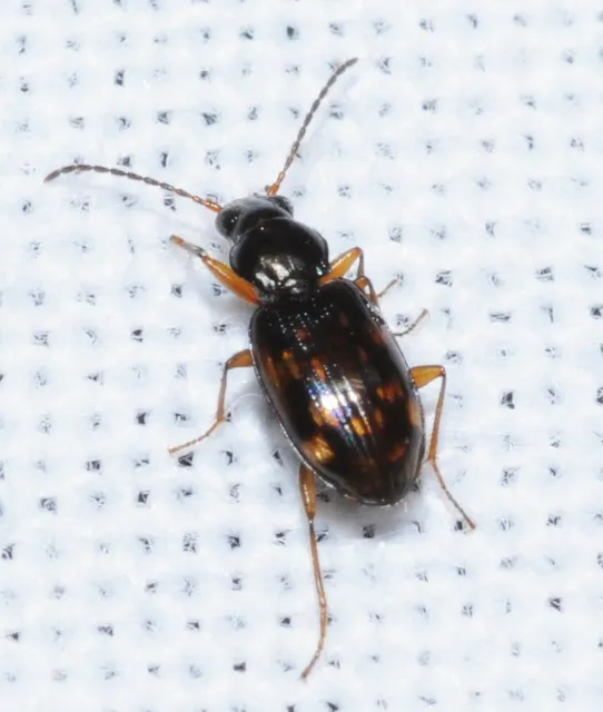 Bembidion fumigatum - csíkos gyorsfutó