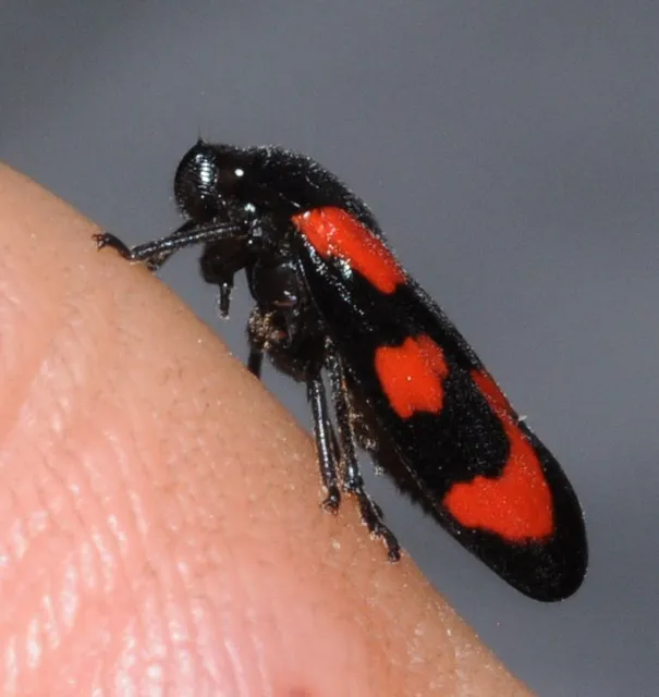 Cercopis vulnerata