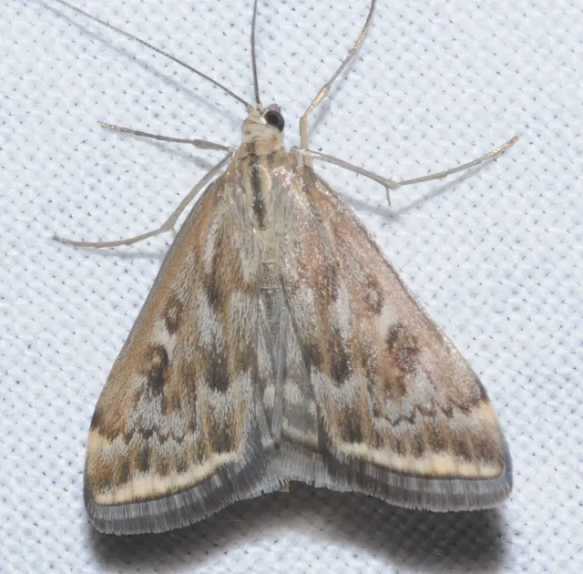 Loxostege sticticalis - muszkamoly