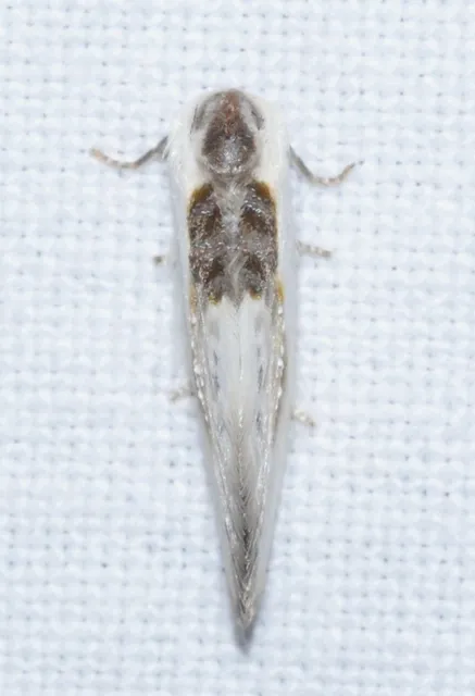 Cilix glaucata - törpe sarlósszövő