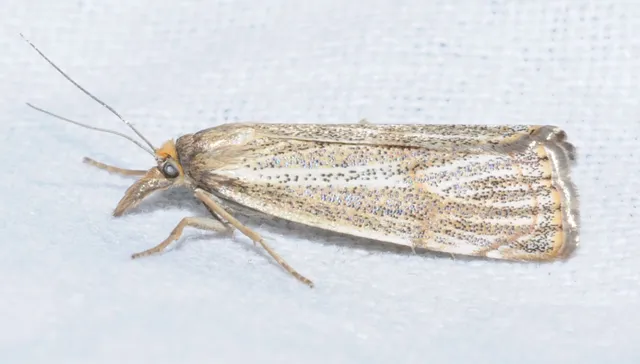 Thisanotia chrysonuchella - tavaszi fűgyökérmoly