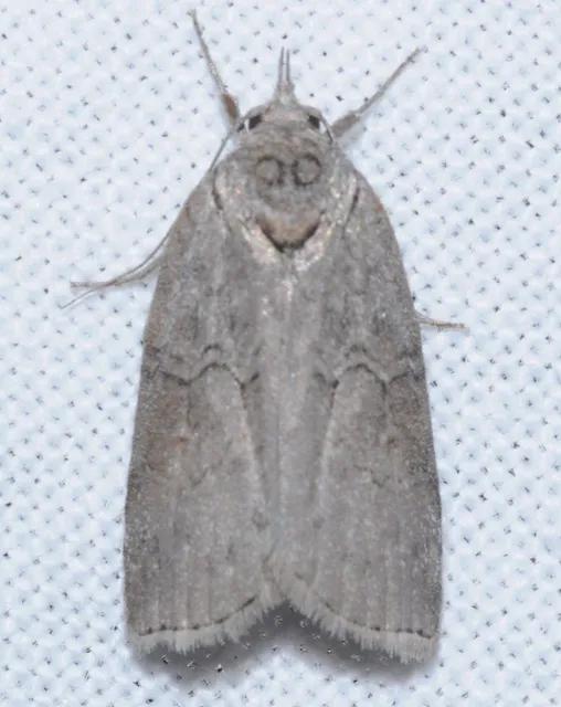 Nycteola asiatica - nyárfa-trapézbagoly