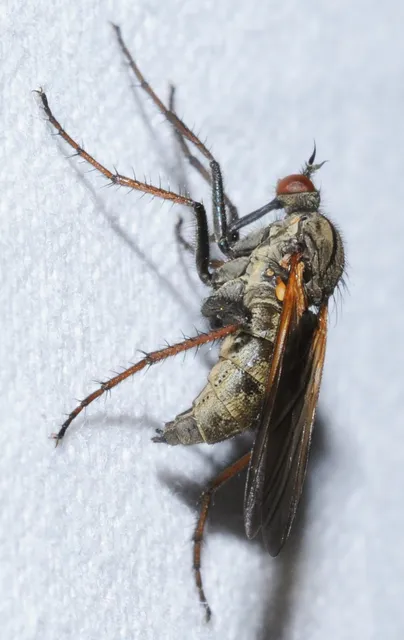 Empididae - táncoslegyek Empididae - táncoslegyek