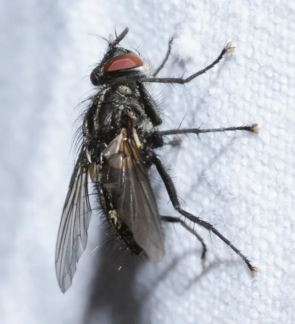 Tachinidae - fürkészlegyek