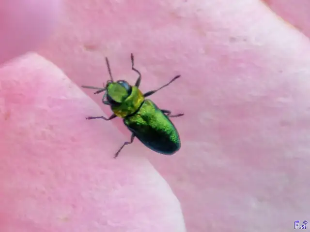 Anthaxia nitidula - ragyogó virágdíszbogár