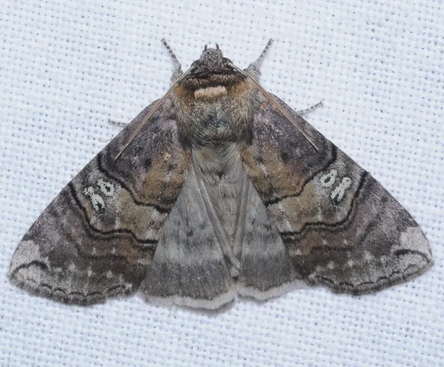 Tethea ocularis - pápaszemes pihésszövő