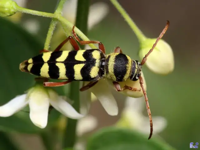 Echinocerus floralis - lucerna-darázscincér