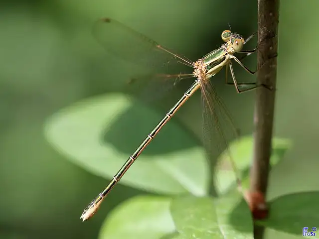Lestes barbarus - foltosszárnyjegyű rablószitakötő