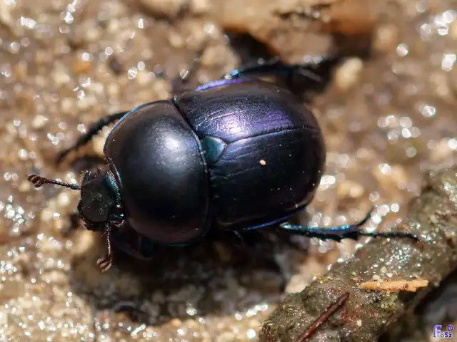 Trypocopris vernalis - tavaszi álganéjtúró