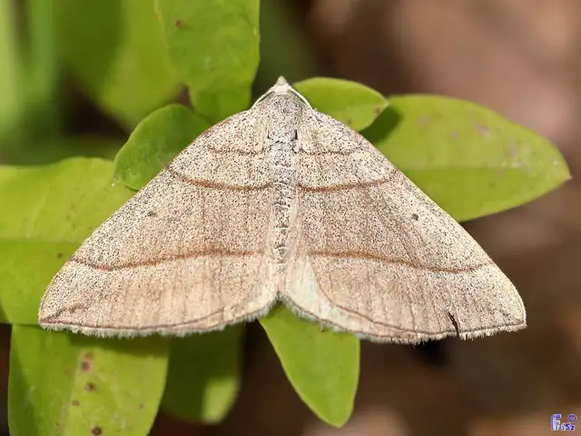Scotopteryx mucronata/luridata/ignorata