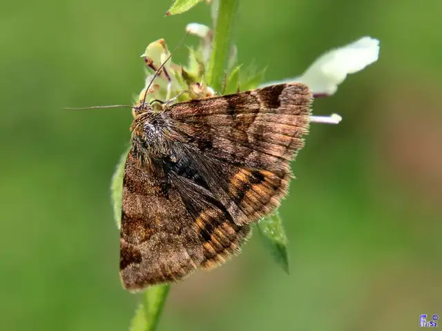 Euclidia glyphica - közönséges nappalibagoly