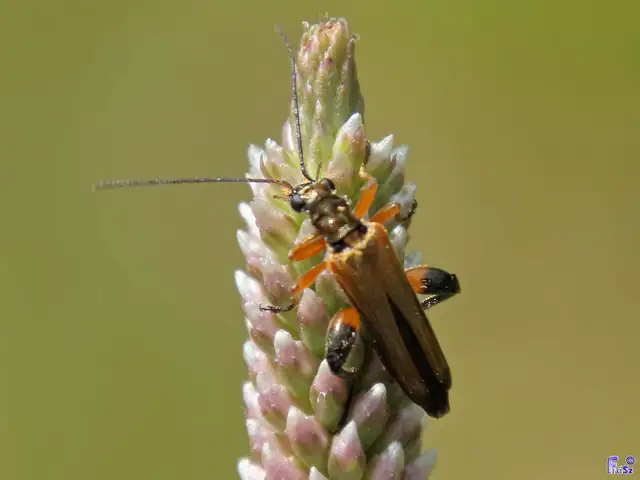 Oedemera podagrariae - székfű-álcincér