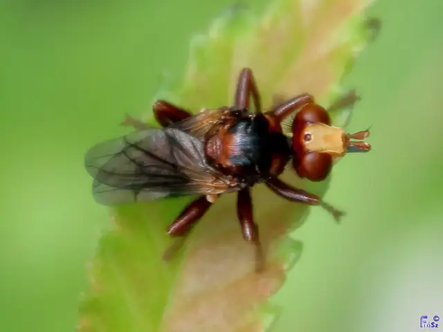 Sicus