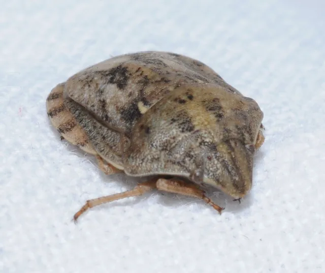 Eurygaster