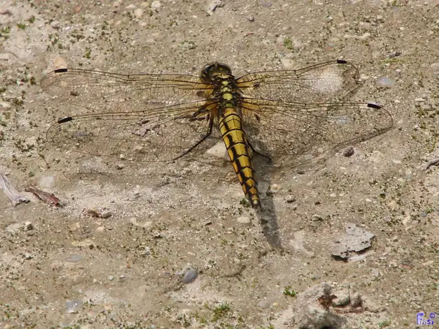 Orthetrum cancellatum - feketefarkú pásztorszitakötő