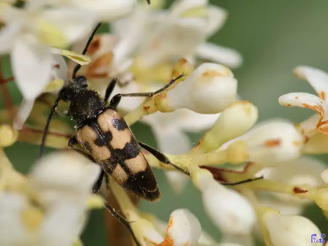 Pachytodes erraticus - rajzos virágcincér