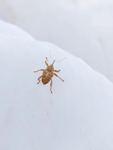 Curculio pellitus - makklikasztó zsuzsóka