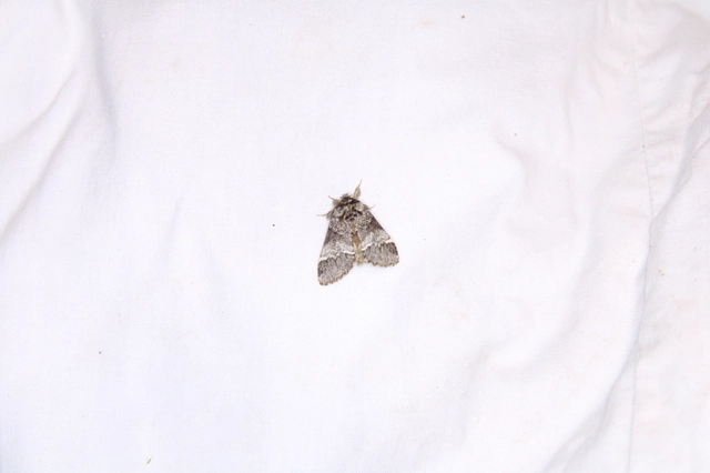 Drymonia dodonea - bélyeges púposszövő