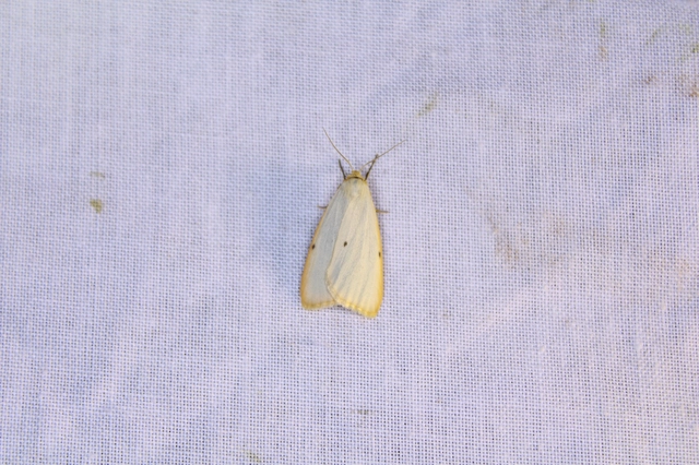 Cybosia mesomella - csontszínű molyszövő Cybosia mesomella - csontszínű molyszövő