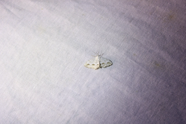 Scopula ornata - díszes fehéraraszoló