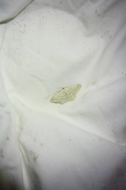 Scopula incanata - hamvas sávosaraszoló