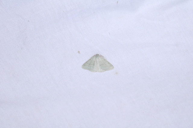 Pseudoterpna pruinata - hamvas zöldaraszoló