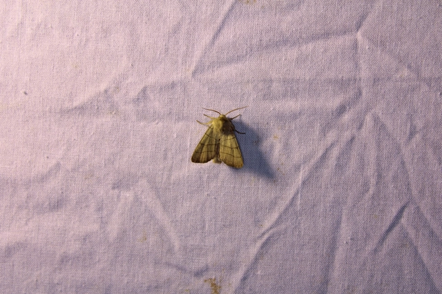 Charanyca trigrammica - háromsávos lombbagoly