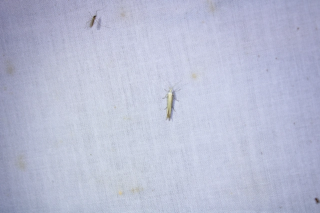 Coleophora