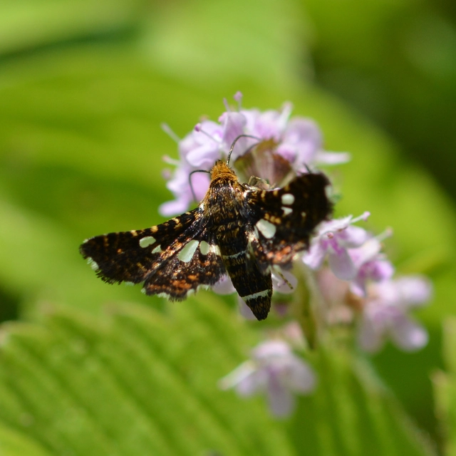 Thyris fenestrella - gyakori ablakosmoly