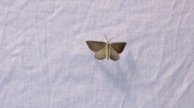 Scotopteryx mucronata/luridata/ignorata