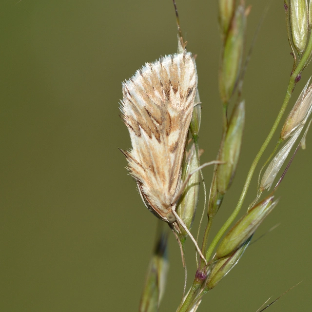 Cynaeda dentalis - gyakori ciframoly