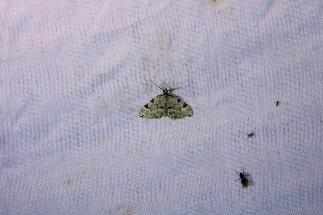 Colostygia pectinataria - zöld levélaraszoló