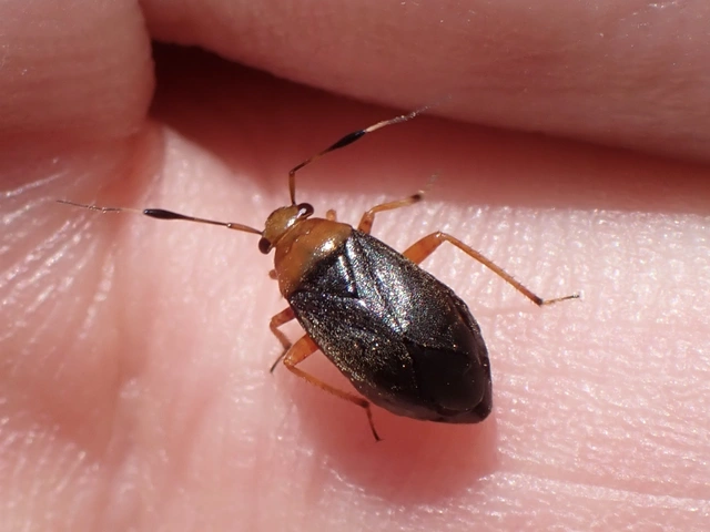 Capsus ater - fekete mezeipoloska