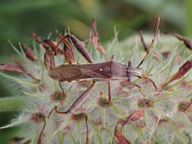 Camptopus lateralis - görbelábú karimáspoloska